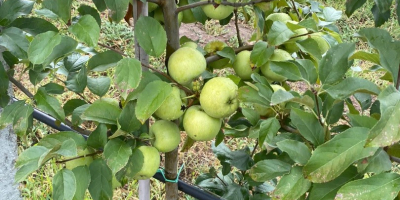 ¡Buscamos nuevos colaboradores! Manzanas Golden Delicious certificadas orgánicamente. El