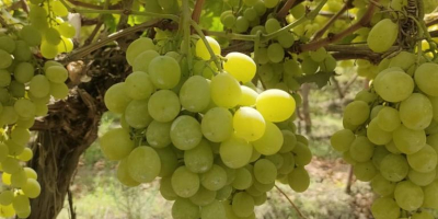 Somos un proveedor y productor de uva fresca de
