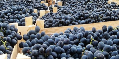 Uvas frescas de la República de Moldavia, envasadas en