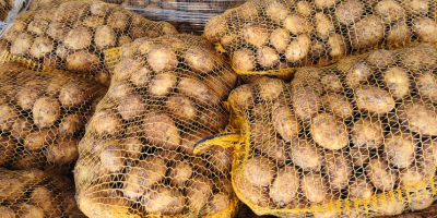 Venderé papas nuevas. Mercancías frescas, desenterradas a la orden.