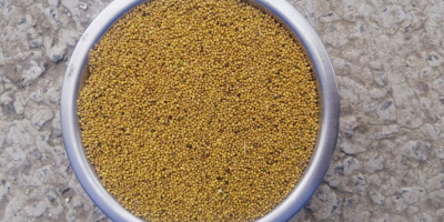 El productor agrícola vende mostaza blanca envasada en Big