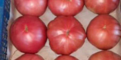 Tomates rosados muy sabrosos / tomates bistec. Producción propia