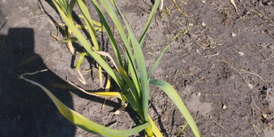 Hola, vendo ajo cultivado sin fertilizantes y fumigación. La