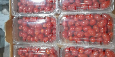 Uva Tomate cherry premium envasado [teléfono]g disponible [teléfono] uds