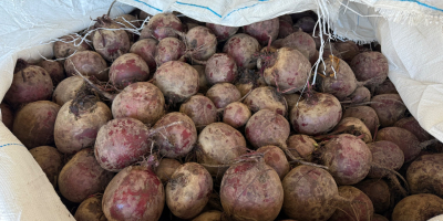 La empresa Polish-vegetables.eu ofrece remolachas. Calibre 5-9. Bolsas de