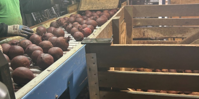 La empresa Polish-vegetables.eu ofrece remolacha de calibre 5-9. Se