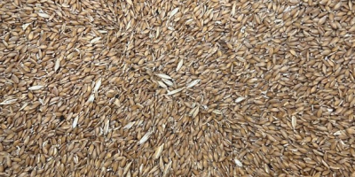 Vendo trigo escanda 6 toneladas, desgranado, producción propia sin