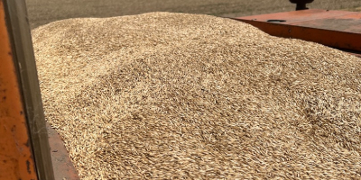 Vendo trigo escanda 6 toneladas, desgranado, producción propia sin