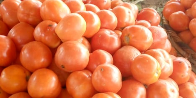 Somos productores de tomates bien establecidos. Nuestros productos son