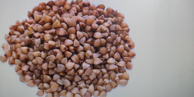 Предлагаме зърно пшеница, ечемик, царевица и рапица в големи