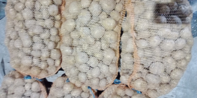 Hola tengo a la venta papas tiernas variedad vineta