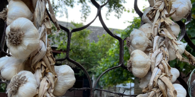 ¡Vendo ajo de otoño local &quot;Bosut&quot; tanto para consumo