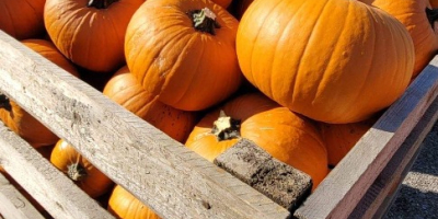 Venta de calabazas de Halloween, disponemos de varios tamaños: