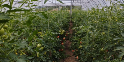 Venta de tomates frambuesa Precio negociable Rwane por encargo