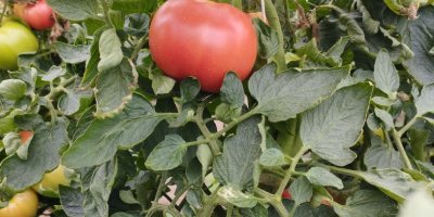 Venta de tomates frambuesa Precio negociable Rwane por encargo