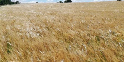 Se vende grano de buena calidad humedad 14%