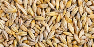 Se vende grano de buena calidad humedad 14%
