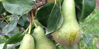 Un fruticultor belga venderá peras en una conferencia. Cualquier