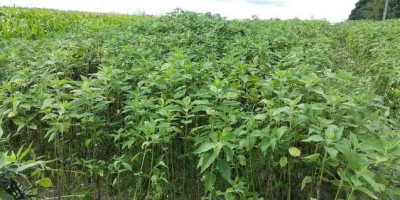 Venderé alcachofa de Jerusalén de 3 hectáreas de cultivo.