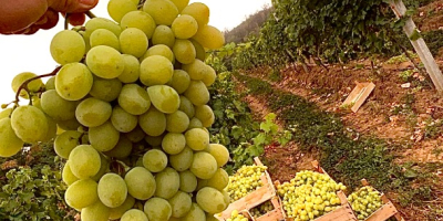 Uvas de primera calidad - Zona Panciu Variedades disponibles: