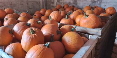 Hola. Venderé variedades de calabaza: Gladiator, Bellatrix, calibre 3-8kg,