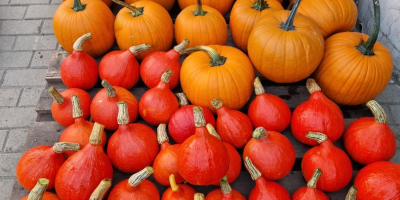 Hola, vendo calabazas decorativas de varios colores y formas,