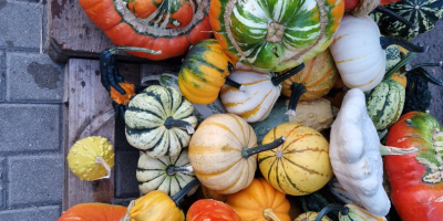 Hola, vendo calabazas decorativas de varios colores y formas,
