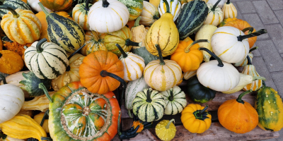 Hola, vendo calabazas decorativas de varios colores y formas,