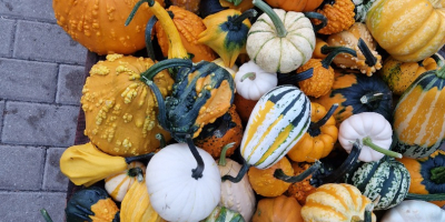 Hola, vendo calabazas decorativas de varios colores y formas,