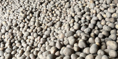 Vendo papas a granel (en sacos grandes), más de