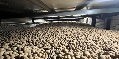 Vendo papas a granel (en bolsas grandes), más de