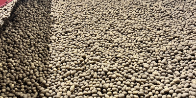 Vendo papas a granel (en bolsas grandes), más de