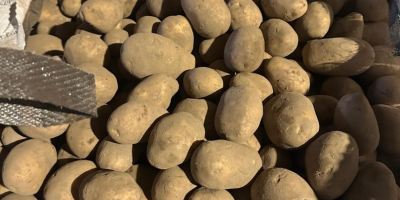 Vendo papas a granel (en sacos grandes), más de