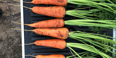 Nuestras variedades de zanahorias son resistentes a enfermedades, tienen