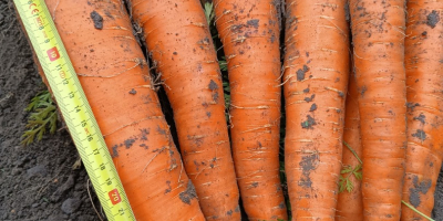 Venderé zanahorias comestibles a granel de la variedad Muleta