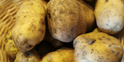 Venta de patatas de la variedad Agria, clasificadas y