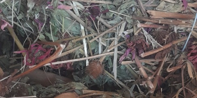 Vendo la hierba Echinacea purpurea tallo entero, con certificado