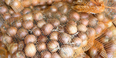 Venderé cebollas amarillas, tamaño 4+, bolsa de 15 kg,