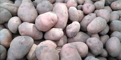 Vendo patatas comestibles de las variedades Vineta y Bellarosa,