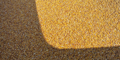Disponible maíz Pioneer 80-100T p85687 directamente del campo