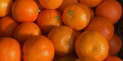 Mandarinas/clementinas clementinas de Albania, de primera calidad y muy