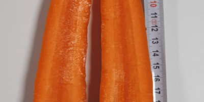 Zanahorias de las variedades Noruega y Nacton. Actualmente ofrecemos