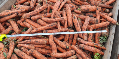 Zanahorias de las variedades Noruega y Nacton. Actualmente ofrecemos