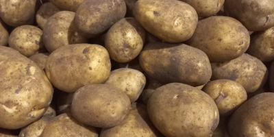 Venta de patatas: Bolsas cosidas de 10kg, 15kg o