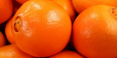 Me complace informarles que las naranjas Navel frescas están