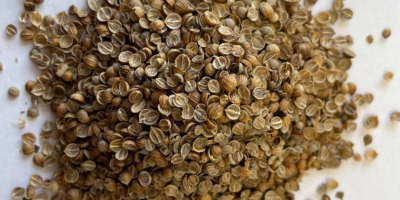 Semillas enteras de cilantro Origen: Bulgaria Pureza: min. 99,00%