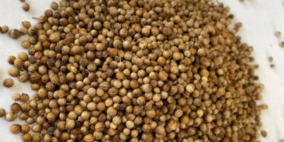 Whole coriander seeds Origin: Bulgaria Purity: min. 99.00% Split