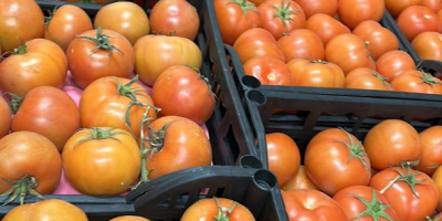 Vendemos tomates de Egipto de la más alta calidad,