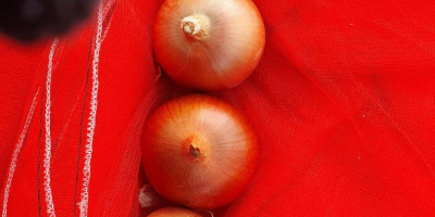 Cebolla amarilla de Uzbekistán Cebolla amarilla, roja, blanca Bolsa