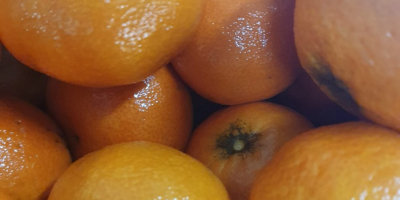 DIRECTAMENTE DEL FABRICANTE Naranjas griegas grado 1, precio 0,90